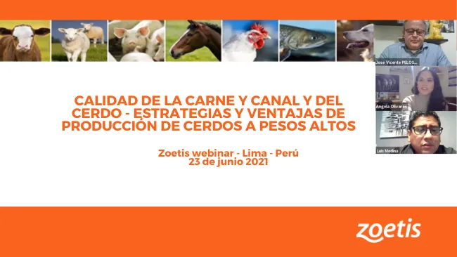 Webinar de Calidad de Carne y Carcasa para la industria porcina - Zoetis Chile y Zoetis Perú