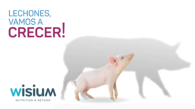 Wisum presenta un programa de alimentación para la necesidad de cada lechón