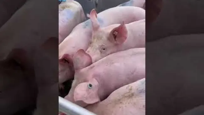 Nuovo scarico scrofette Hypor dalla Germania
