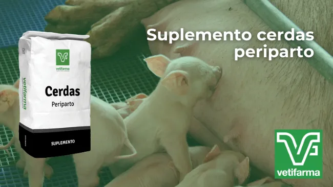Suplemento nutricional para cerdas reproductoras
