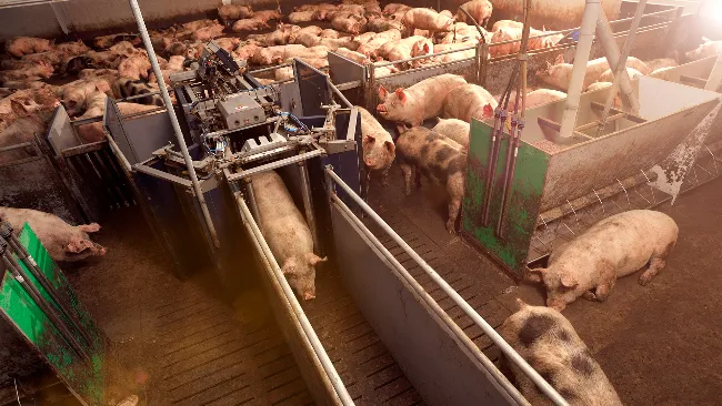 How can you use every square inch of your pig stall optimally?