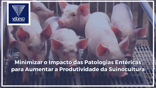 Minimizar o Impacto das Patologias Entéricas para Aumentar a Produtividade da Suinocultura