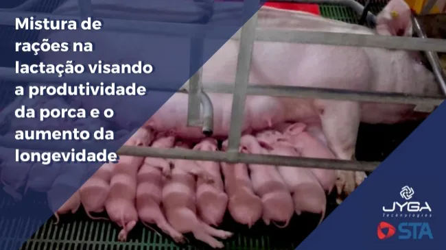 Mistura de rações na lactação visando a produtividade da porca e o aumento da longevidade