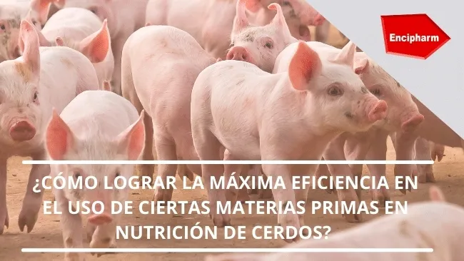 ¿Cómo lograr la máxima eficiencia en el uso de ciertas materias primas en nutrición de cerdos?