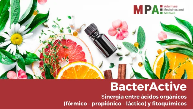 Análisis del efecto de BacterActive sobre los parámetros productivos en cerdos de engorde