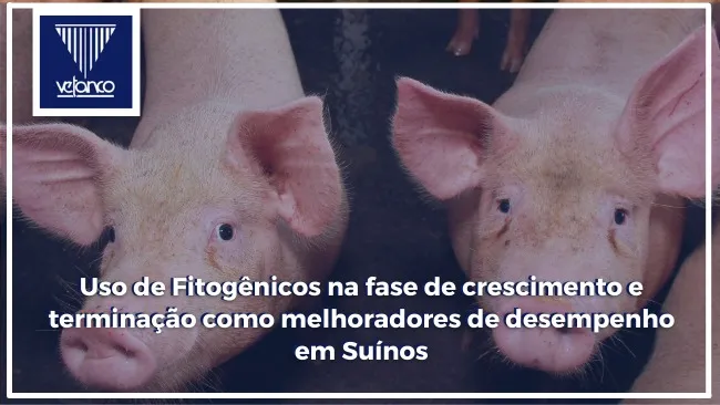Uso de Fitogênicos na fase de crescimento e terminação como melhoradores de desempenho em Suínos