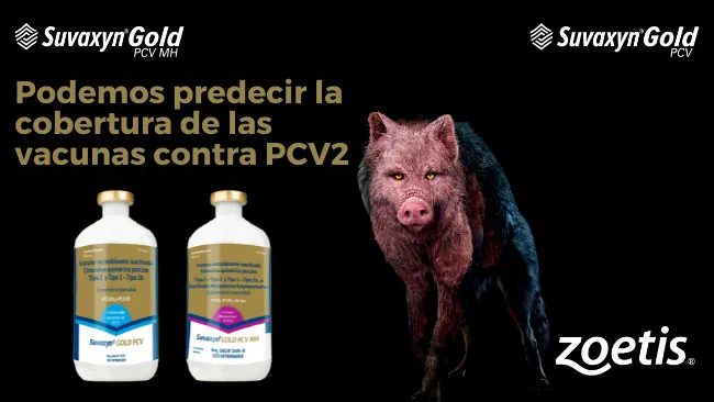 Predicción de la cobertura antigénica de las vacunas sobre secuencias de PCV2 de campo