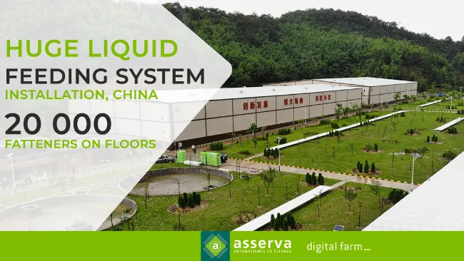 Huge liquid feeding system installation, Guangdong province : 20 000 Fatteners on floors !