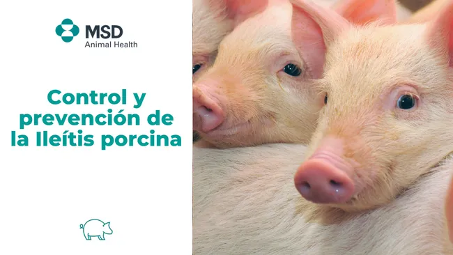 Control y prevención de la Ileítis porcina