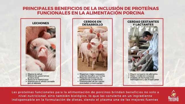 ¿Qué son las proteínas funcionales y cuáles son las ventajas de su uso en alimentación de porcinos?