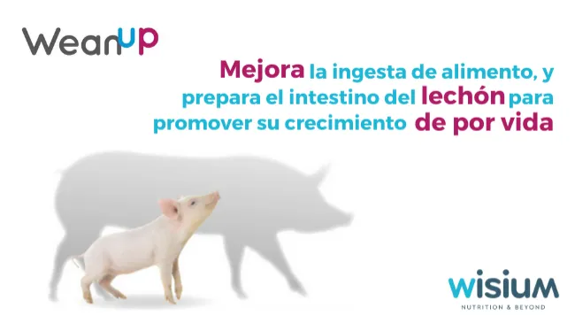 Conoce WEAN UP, el programa para lechones que brinda grandes beneficios