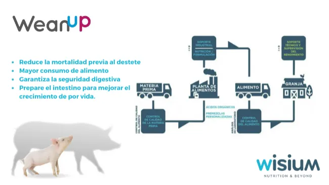 Invierta en lechones y maximice su rendimiento de por vida con el programa WEAN UP