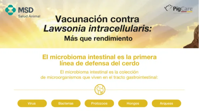Detener la propagación de la ileítis controlando la diseminación de Lawsonia intracellularis