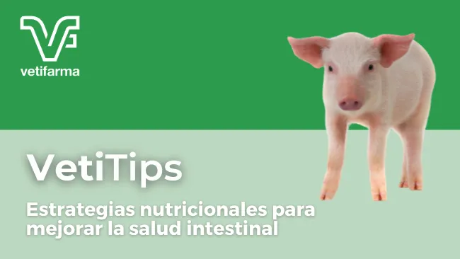 VetiTips - Estrategias nutricionales para mejorar la salud intestinal⁣