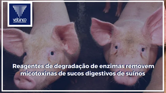Reagentes de degradação de enzimas removem micotoxinas de sucos digestivos de suínos 