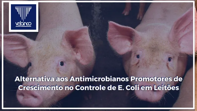 Alternativa aos Antimicrobianos Promotores de Crescimento no Controle de E. Coli em Leitões