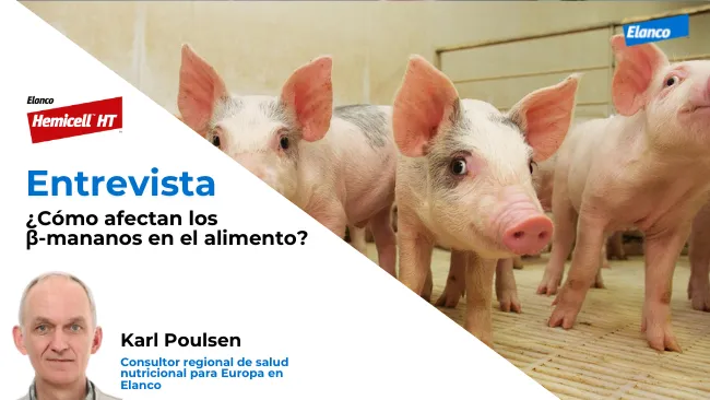 ¿Cómo afectan los β-mananos en el alimentación de cerdos? 
