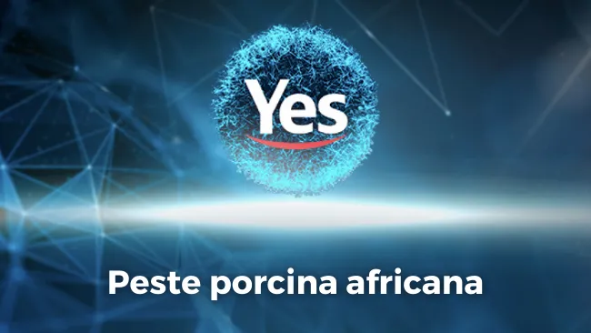 Peste porcina africana: el papel de la inmunidad y el fortalecimiento del sistema inmunológico