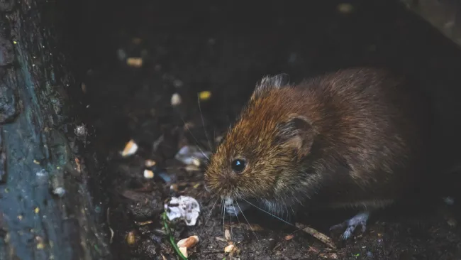 Como BAIXAR a infestação de roedores na granja? - MS Schippers Brasil