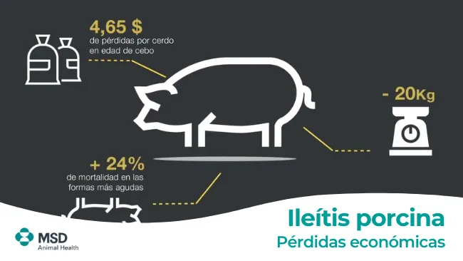 Pérdidas económicas asociadas a la ileítis porcina