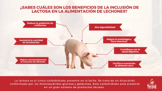 Beneficios de la inclusión de lactosa en la alimentación de lechones