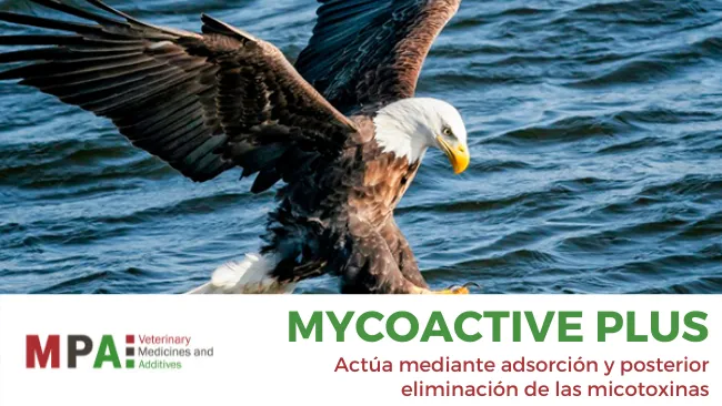 Valoración in vitro de la capacidad adsorbente de MYCOACTIVE PLUS sobre diferentes micotoxinas