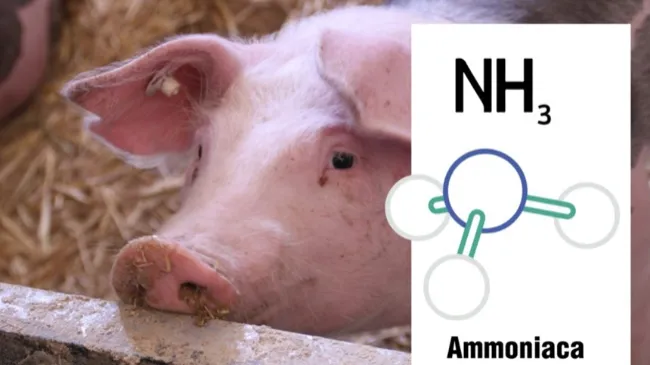 Come si può ridurre l'alta concentrazione di ammoniaca in allevamento?