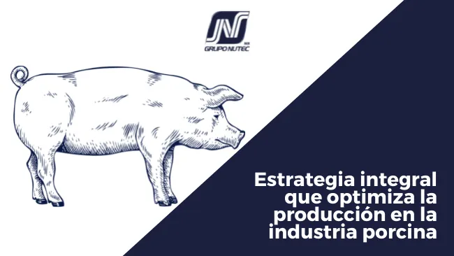 Finaliza con valor: Estrategia integral que optimiza la producción en la industria porcina