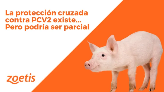 La protección cruzada contra PCV2 existe... Pero podría ser parcial