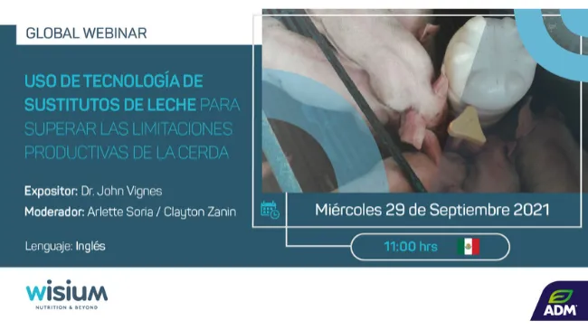 Uso de tecnología de sustitutos de leche para superar las limitaciones productivas de la cerda