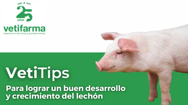 Manejo del lechón: VetiTips para lograr un buen desarrollo y crecimiento del lechón⁣
