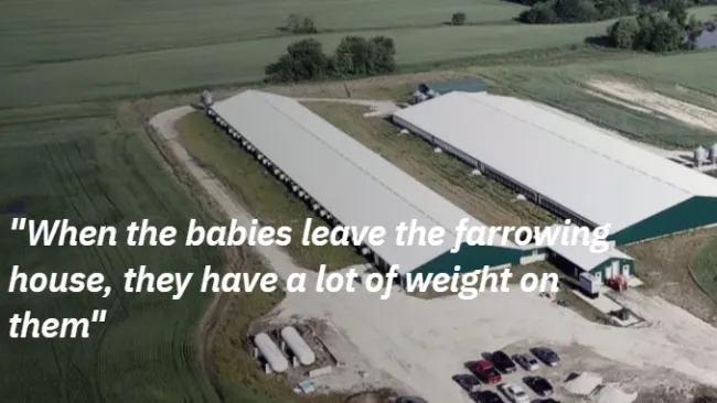 Nedap Farrowing Feeding technology helps Illinois farmer elevate farrowing barn productivity and eff