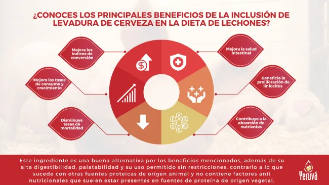 Los principales beneficios de la inclusión de levadura de cerveza en la dieta de lechones