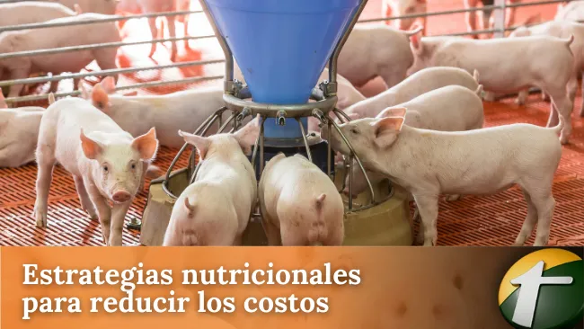 Presupuestos y costos de alimentación en recría
