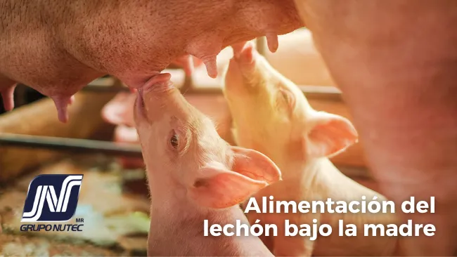 Importancia de la alimentación del lechón bajo la madre - Creep feeding