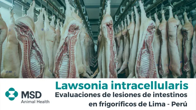 Prevalencia de Lawsonia intracellularis a través de evaluaciones de lesiones en frigoríficos de Perú