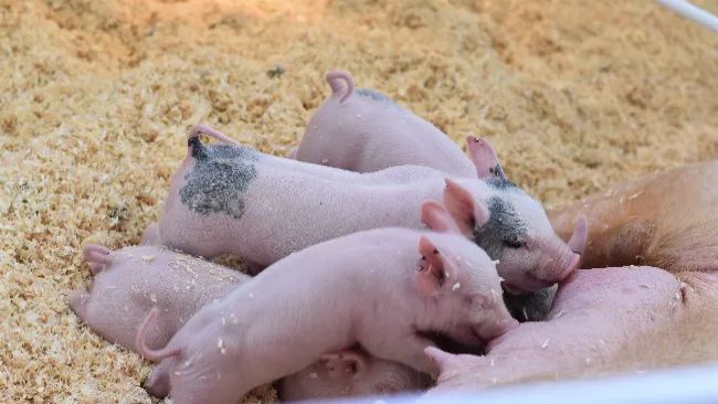 Key points in the use of anti-inflammatories in the pig industry