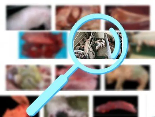 Mettez vos connaissances sur la pathologie porcine à l'épreuve et di...