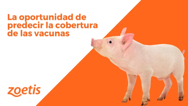 Epítopes de la cápside viral de PCV2