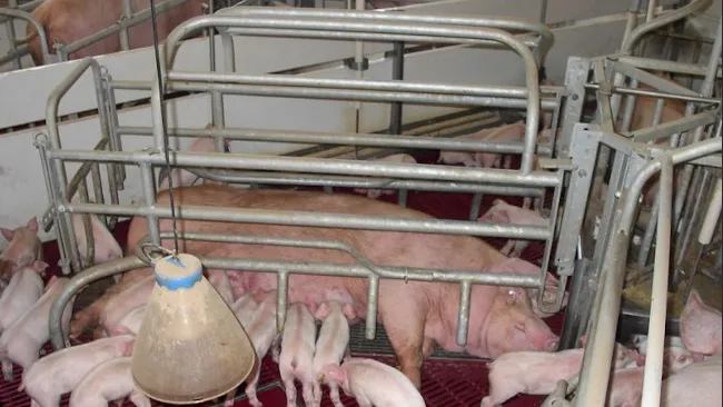 How does the Cima Control Pig act on weight control before and after the delivery?