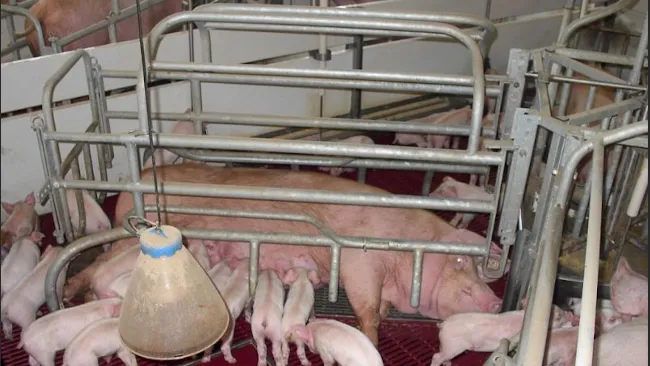 Comment Cima Control Pig affecte-t-il le contrôle du poids avant et après l'accouchement ?