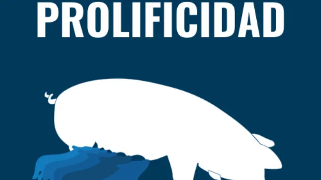 Prolificidad en cerdas