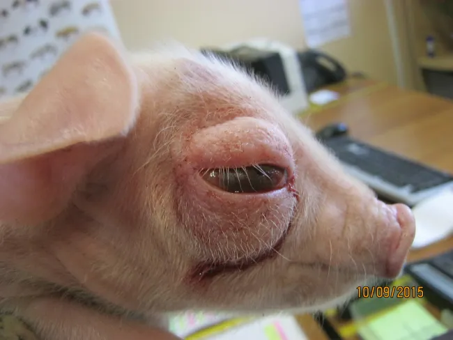 pig
