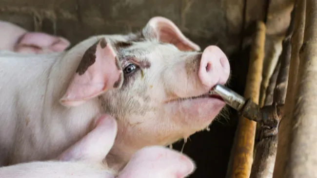 Uses of ketoprofen in swine: how, when and why