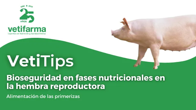 Vetitips: Bioseguridad en fases nutricionales en la hembra reproductora