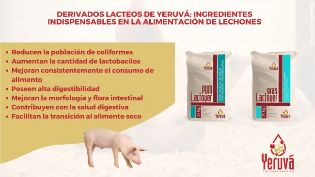 Productos para la nutrición de lechones que mejoran su desempeño al largo de su vida productiva 