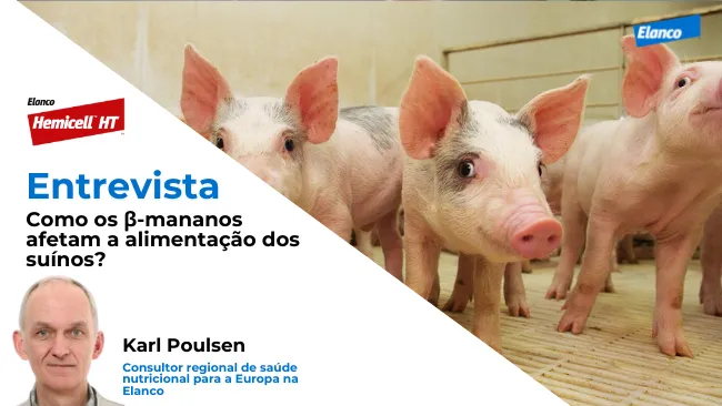 Como os β-mananos afetam a alimentação dos suínos?