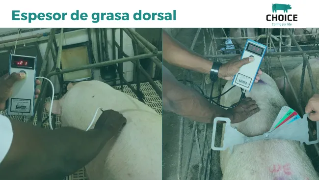 Espesor de grasa dorsal, un indicador importante para una buena productividad