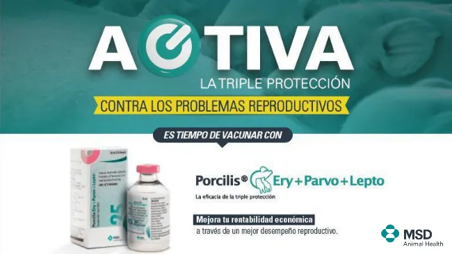 Mejore su rentabilidad con la triple protección de Porcilis Ery+Parvo+Lepto