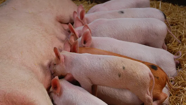 How to manage Postpartum Dysgalactia Syndrome in sows?